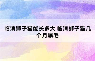 临清狮子猫能长多大 临清狮子猫几个月爆毛